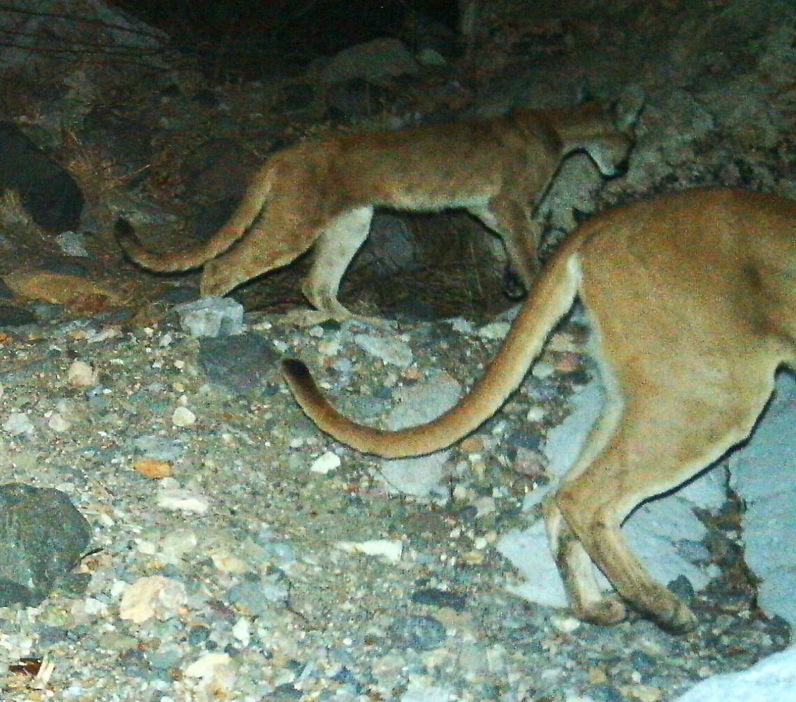 Wildlife, babies, Mexico
